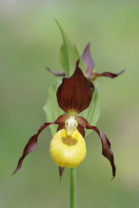 orchidée_3