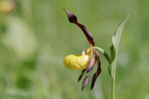 orchidée_4