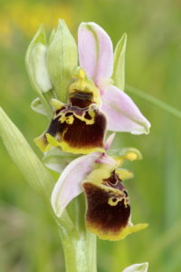 orchidée_7
